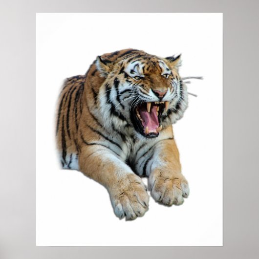 Beautiful Bengal Tiger Face & Teeth Photo Poster (Vorne)