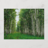 Beautiful Birch Tree Forest Canvas Print Postkarte (Vorderseite)