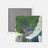 Beautiful Bird Magnet (Vorderseite/Rückseite)