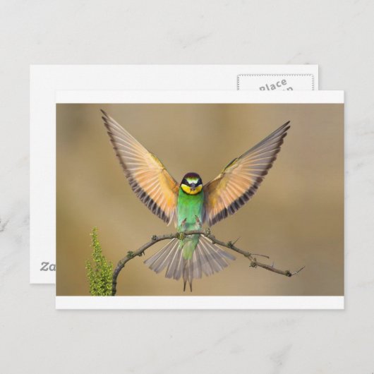 Beautiful Bird Postkarte (Vorne/Hinten)