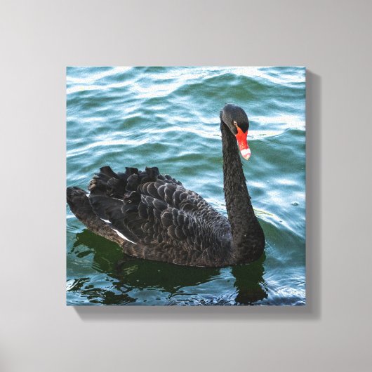 Beautiful Black Swan Leinwanddruck (Vorderseite)