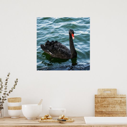 Beautiful Black Swan Poster (Küche)