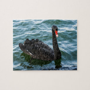 Beautiful Black Swan Puzzle
