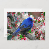 Beautiful Blue Bird Postkarte (Vorne/Hinten)