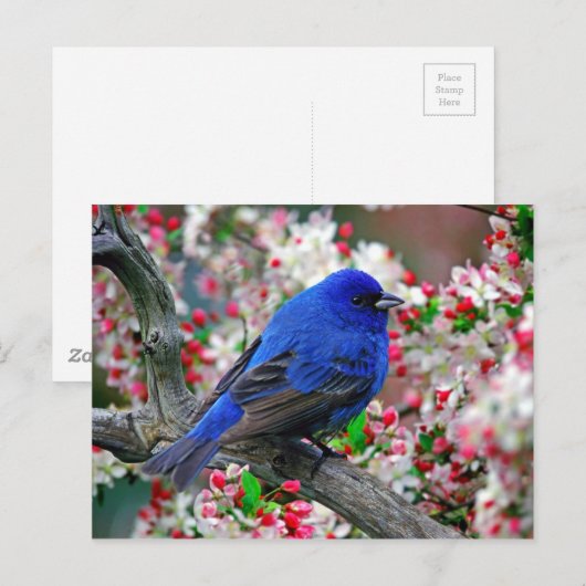 Beautiful Blue Bird Postkarte (Vorne/Hinten)