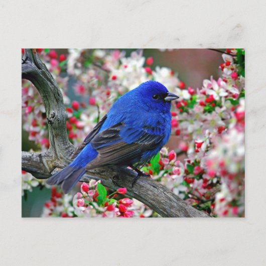 Beautiful Blue Bird Postkarte (Vorderseite)