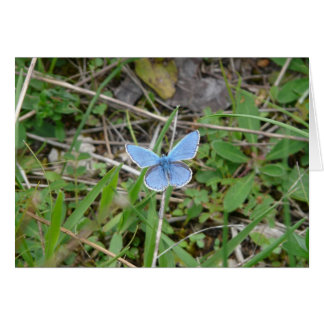 Beautiful Blue Butterfly