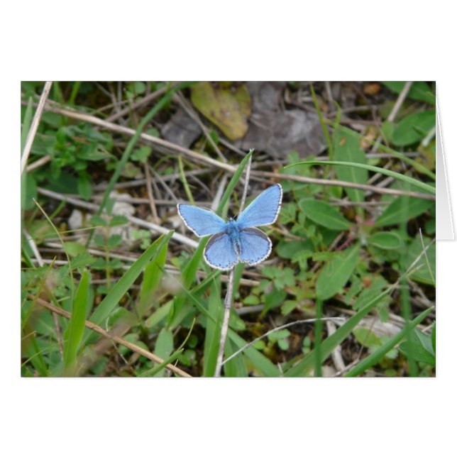 Beautiful Blue Butterfly (Vorderseite (Horizontal))
