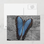 Beautiful Blue Butterfly Postkarte (Vorne/Hinten)