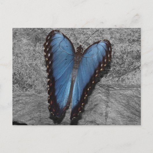 Beautiful Blue Butterfly Postkarte (Vorderseite)