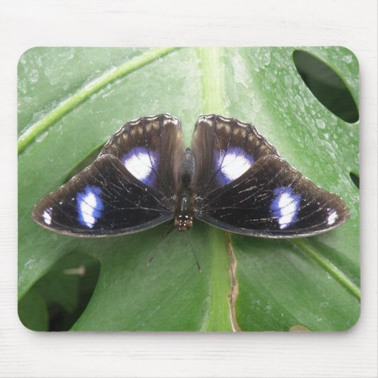 Beautiful Blue Gepunktet Butterfly Mousepad (Vorne)