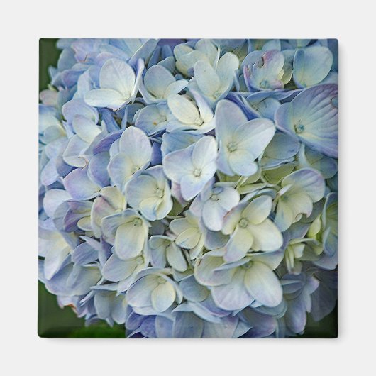 Beautiful Blue Hydrangea Blume Foto Magnet (Vorne)