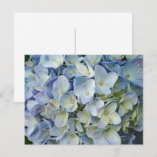 Beautiful Blue Hydrangea Blume Foto Postkarte (Vorne/Hinten)