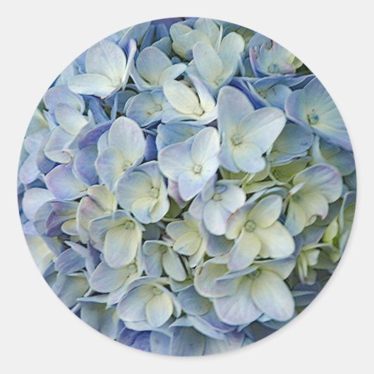 Beautiful Blue Hydrangea Blume Foto Runder Aufkleber (Vorderseite)