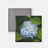 Beautiful Blue Hydrangea Floral Foto Magnet (Vorderseite/Rückseite)