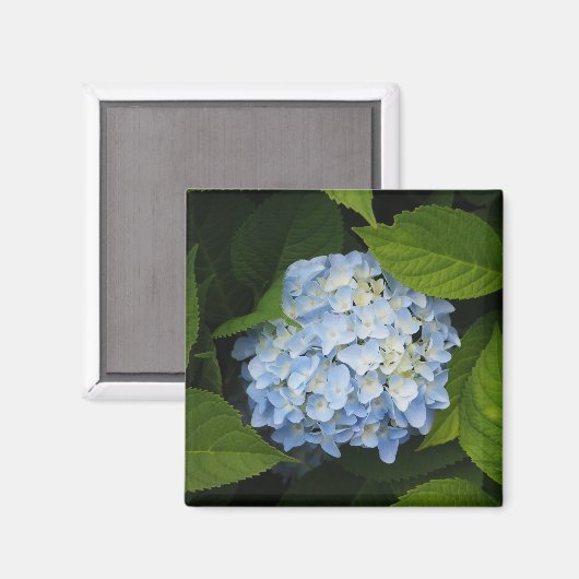 Beautiful Blue Hydrangea Floral Foto Magnet (Vorderseite/Rückseite)
