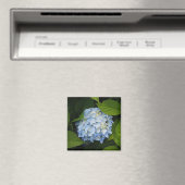 Beautiful Blue Hydrangea Floral Foto Magnet (In Situ (Geschirrspüler))