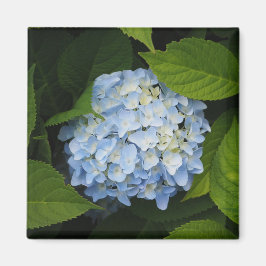 Beautiful Blue Hydrangea Floral Foto Magnet