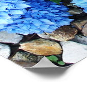 Beautiful Blue Hydrangeas Poster (Ecke)