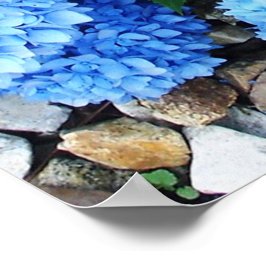 Beautiful Blue Hydrangeas Poster (Ecke)