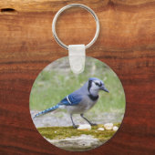 Beautiful Blue Jay bird Schlüsselanhänger (Vorderseite)