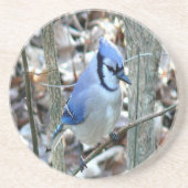 Beautiful Blue Jay Getränkeuntersetzer (Vorne)