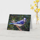 Beautiful Blue Jay Karte (Gelbe Blume)
