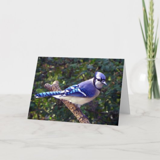 Beautiful Blue Jay Karte (Vorderseite)
