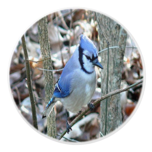 Beautiful Blue Jay Keramikknauf (Vorderseite)