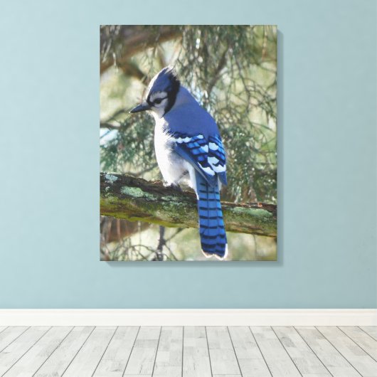 Beautiful Blue Jay Leinwanddruck (Insitu (Holzboden))
