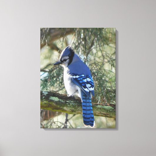 Beautiful Blue Jay Leinwanddruck (Vorderseite)