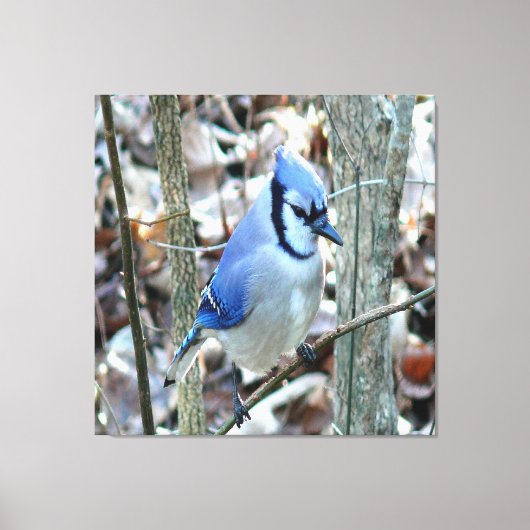 Beautiful Blue Jay Leinwanddruck (Vorderseite)