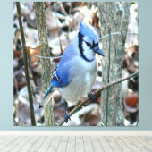 Beautiful Blue Jay Leinwanddruck (Insitu (Holzboden))