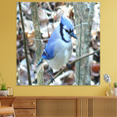 Beautiful Blue Jay Leinwanddruck (Insitu (Wohnzimmer))