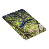 Beautiful Blue Jay Magnet (Rechte Seite)