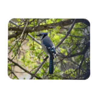 Beautiful Blue Jay Magnet