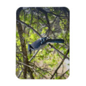 Beautiful Blue Jay Magnet (Vertikal)