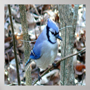 Beautiful Blue Jay Poster