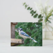 Beautiful Blue Jay Postkarte (Stehend Vorderseite)