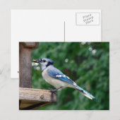 Beautiful Blue Jay Postkarte (Vorne/Hinten)