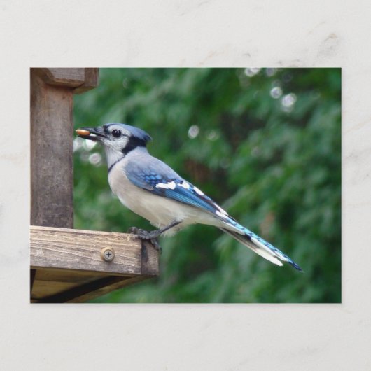 Beautiful Blue Jay Postkarte (Vorderseite)