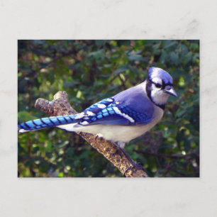 Beautiful Blue Jay Postkarte