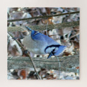 Beautiful Blue Jay Puzzle (Horizontal)