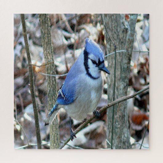 Beautiful Blue Jay Puzzle (Vertikal)
