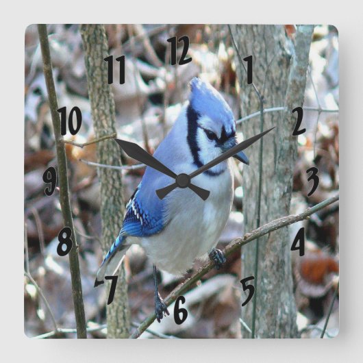 Beautiful Blue Jay Quadratische Wanduhr (Vorderseite)