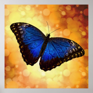 Beautiful Blue Morpho Butterfly Bokeh Poster