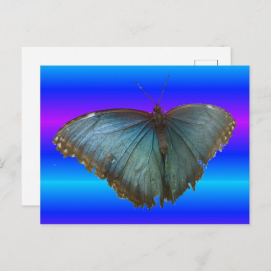 Beautiful Blue Morpho Butterfly DIY Postcard Postkarte (Vorne/Hinten)