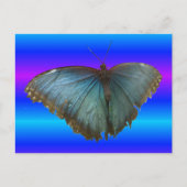 Beautiful Blue Morpho Butterfly DIY Postcard Postkarte (Vorderseite)