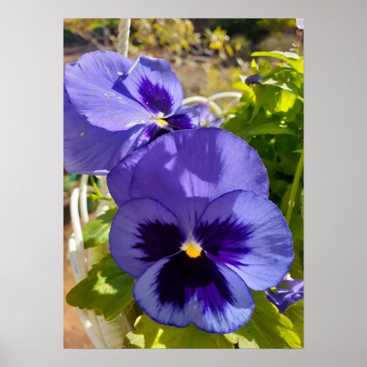 Beautiful Blue Pansy Flower Garden Poster (Vorne)