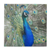 Beautiful Blue Peacock Feathers Fliese (Vorderseite)